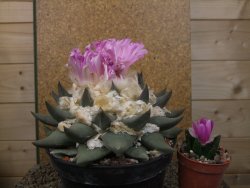 Ariocarpus confusus Aramberi XXL 15 cm Cites IA - 12416756