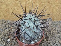 Tephrocactus alexanderi fiambalensis Fiambala, květináč 6,5 cm - 12416757