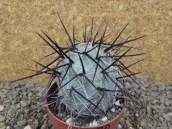 Tephrocactus alexanderi fiambalensis Fiambala, květináč 6,5 cm