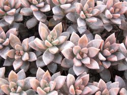 Graptosedum bronze, 2 rostliny květináč 5,5 cm - 12416763