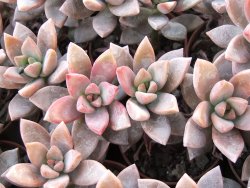 Graptosedum bronze, 2 rostliny květináč 5,5 cm - 12416764