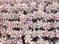 Graptosedum bronze, 2 rostliny květináč 5,5 cm - 12416766