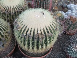 Echinocactus grusonii 38 cm - 12416797