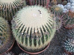 Echinocactus grusonii 38 cm - 12416798