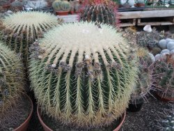 Echinocactus grusonii 38 cm - 12416799