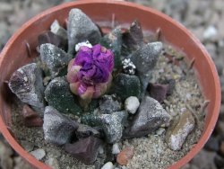 Ariocarpus scapharostrus Rayones hrubá forma, květináč 5,5 cm - 12416800