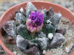 Ariocarpus scapharostrus Rayones hrubá forma, květináč 5,5 cm