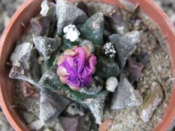 Ariocarpus scapharostrus Rayones hrubá forma, květináč 5,5 cm - 12416802