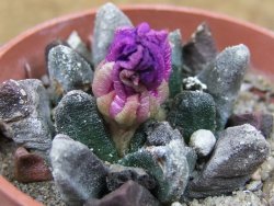 Ariocarpus scapharostrus Rayones hrubá forma, květináč 5,5 cm - 12416804