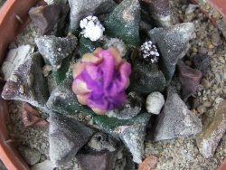 Ariocarpus scapharostrus Rayones hrubá forma, květináč 5,5 cm - 12416805
