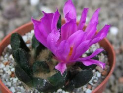 Ariocarpus scapharostrus Rayones, květináč 5,5 cm - 12416806