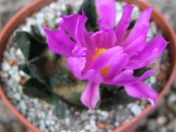 Ariocarpus scapharostrus Rayones, květináč 5,5 cm - 12416807