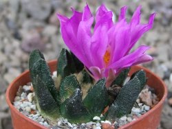 Ariocarpus scapharostrus Rayones, květináč 5,5 cm