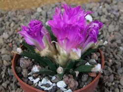 Ariocarpus agavoides květináč 6,5 cm cites IA - 12416811