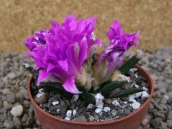 Ariocarpus agavoides květináč 6,5 cm cites IA - 12416816