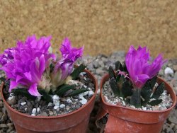 Ariocarpus agavoides květináč 6,5 cm cites IA - 12416819