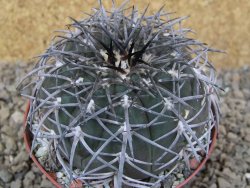 Gymnocalycium spegazzinii MM 195 květináč 9 cm - 12416821