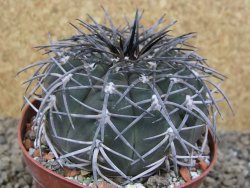 Gymnocalycium spegazzinii MM 195 květináč 9 cm - 12416823