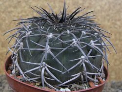 Gymnocalycium spegazzinii MM 195 květináč 9 cm - 12416824