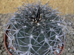 Gymnocalycium spegazzinii MM 195 květináč 9 cm - 12416825