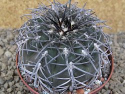 Gymnocalycium spegazzinii MM 195 květináč 9 cm - 12416826