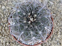 Gymnocalycium spegazzinii MM 195 květináč 9 cm - 12416827
