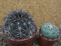 Gymnocalycium spegazzinii MM 195 květináč 9 cm - 12416828