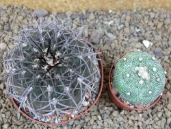 Gymnocalycium spegazzinii MM 195 květináč 9 cm - 12416829
