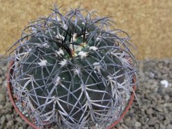 Gymnocalycium spegazzinii MM 195 květináč 10,5 cm - 12416830