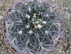 Gymnocalycium spegazzinii MM 195 květináč 10,5 cm - 12416831