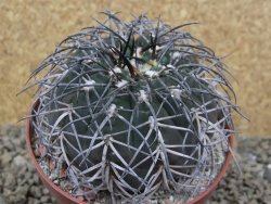 Gymnocalycium spegazzinii MM 195 květináč 10,5 cm - 12416832