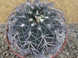 Gymnocalycium spegazzinii MM 195 květináč 10,5 cm - 12416834