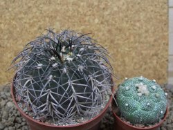 Gymnocalycium spegazzinii MM 195 květináč 10,5 cm - 12416835
