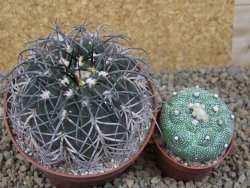Gymnocalycium spegazzinii MM 195 květináč 10,5 cm - 12416836