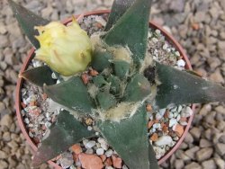 Ariocarpus trigonus elongatus San Antonio 6,5 cm - 12416838
