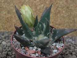 Ariocarpus trigonus elongatus San Antonio 6,5 cm - 12416839