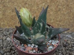 Ariocarpus trigonus elongatus San Antonio 6,5 cm - 12416840