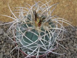 Gymnocalycium cardenasianum JO 193 pot 7 cm - 12416841