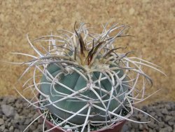 Gymnocalycium cardenasianum JO 193 pot 7 cm - 12416843