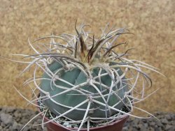 Gymnocalycium cardenasianum JO 193 pot 7 cm - 12416844