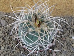 Gymnocalycium cardenasianum JO 193 pot 7 cm - 12416845