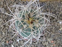 Gymnocalycium cardenasianum JO 193 pot 7 cm - 12416846