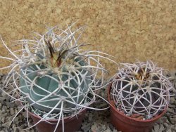 Gymnocalycium cardenasianum JO 193 pot 7 cm - 12416847