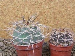 Gymnocalycium cardenasianum JO 193 pot 7 cm - 12416848