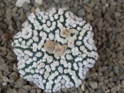 Astrophytum Hanazano Kabuto Star, květináč 5,5 cm - 12416850