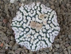 Astrophytum Hanazano Kabuto Star, květináč 5,5 cm - 12416851