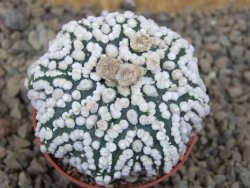 Astrophytum Hanazano Kabuto Star, květináč 5,5 cm - 12416852