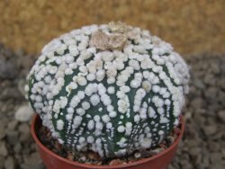 Astrophytum Hanazano Kabuto Star, květináč 5,5 cm - 12416853