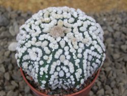 Astrophytum Hanazano Kabuto Star, květináč 5,5 cm - 12416854