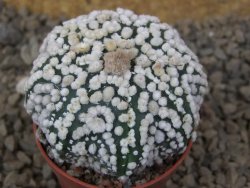 Astrophytum Hanazano Kabuto Star, květináč 5,5 cm - 12416855